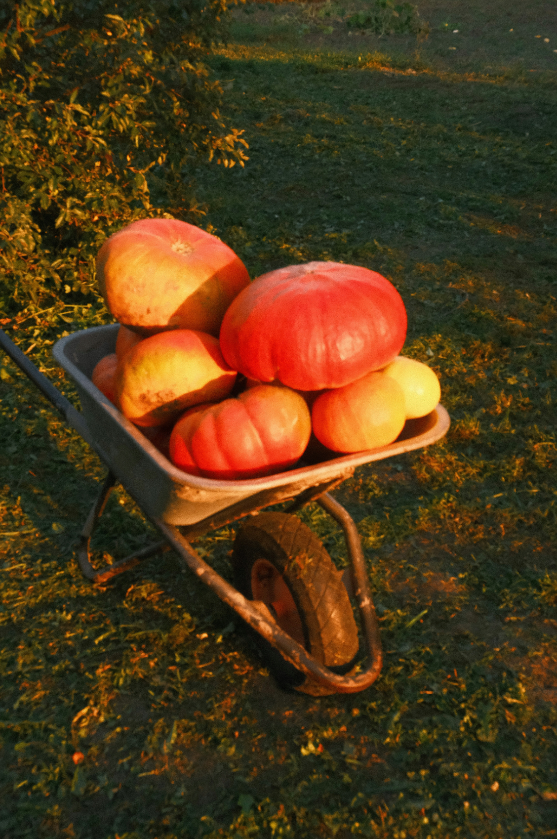 Autumn Harvest 43 oz scented candle
