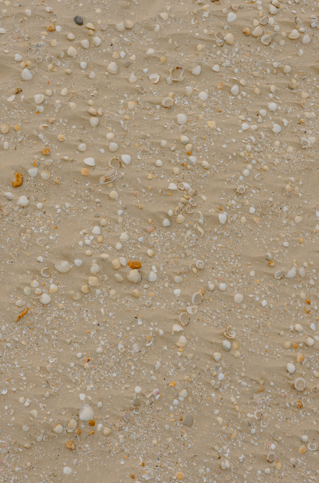 Ocean & Sea Salt 12 oz scented candle