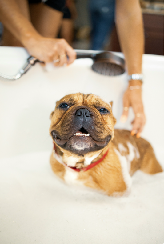 Sand + Paws Pet Shampoo & Conditioner - Vanilla Musk